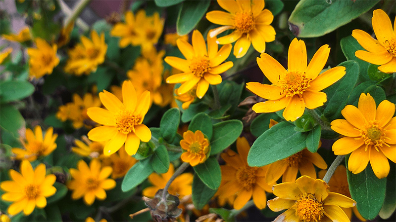 cây sài đất tắm cho bé cây sài đất tắm cho bé