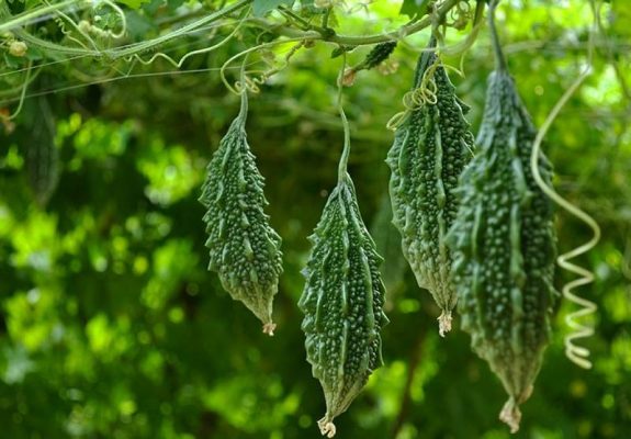 Tắm nước mướp đắng cho bé