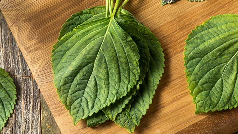 Tắm lá kinh giới cho bé