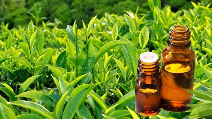 chè xanh tươi đến chiết xuất tinh túy