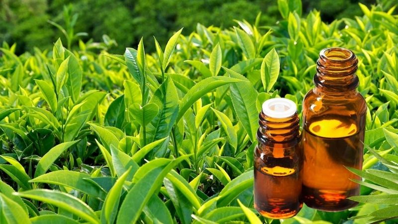 chè xanh tươi đến chiết xuất tinh túy