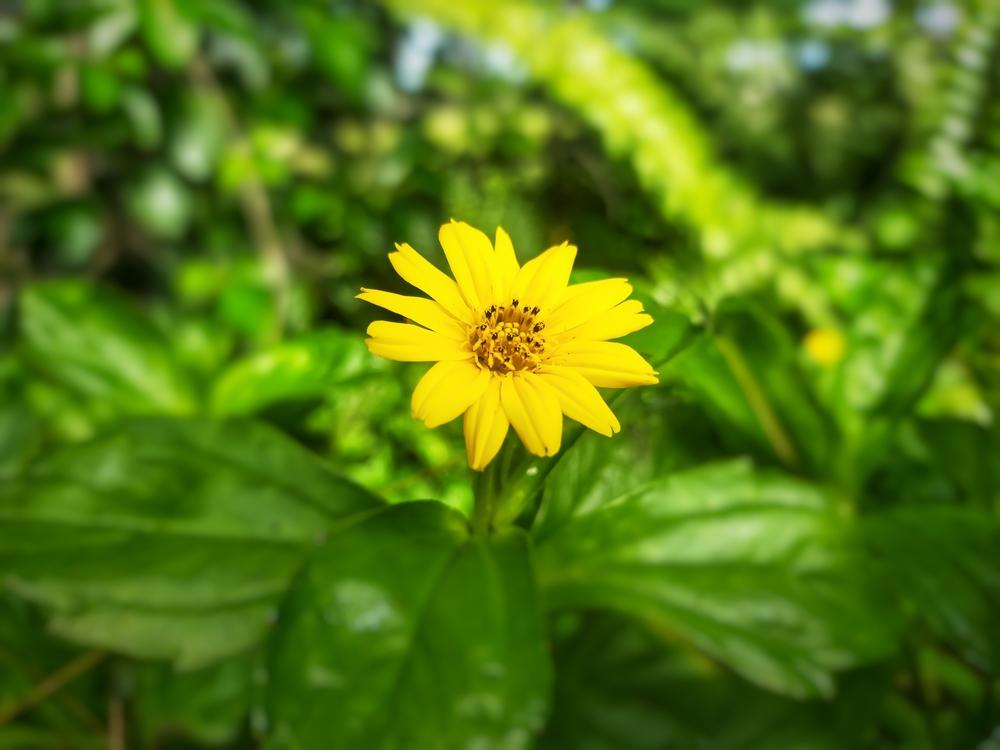 cây sài đất trị rôm sảy