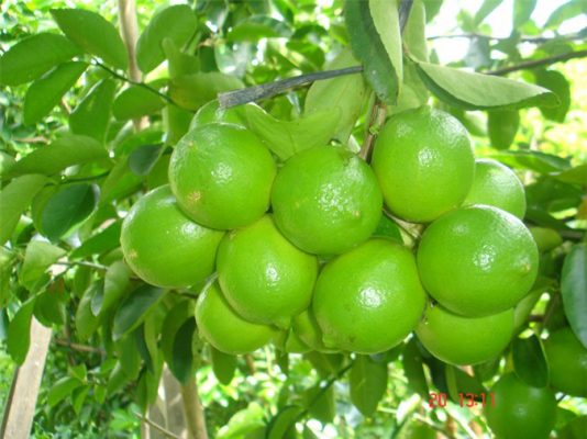 dịch chiết chanh trị viêm da